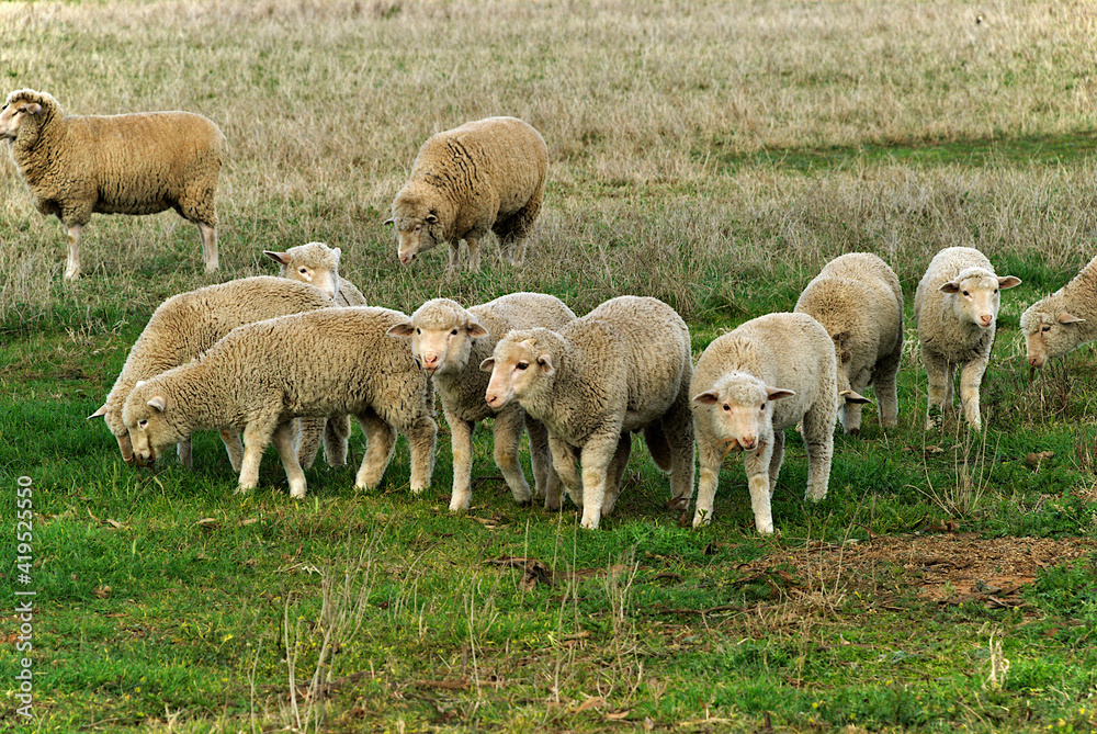 young lambs grazing in a grass pasture young lambs grazing in a grass pasture