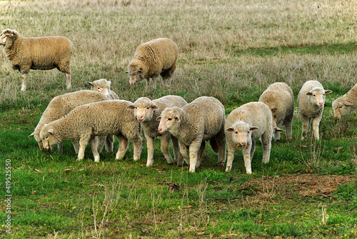 young lambs grazing in a grass pasture