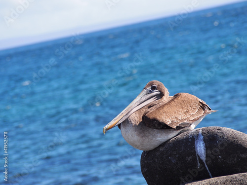 Brown Pelican, Galapagos, Ecuador photo