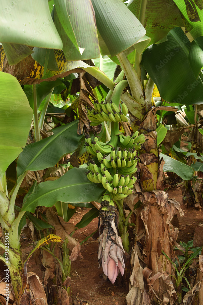 Obraz premium bunch of bananas
