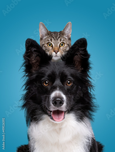 Leinwand Poster border collie dog portrait with a hiding cat behind