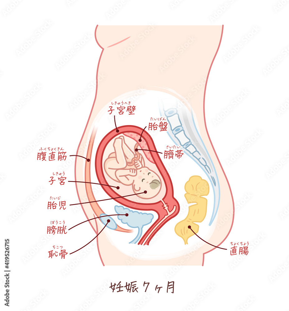 胎児の成長 妊娠7ヶ月 のイラスト テキスト付き Stock Vector Adobe Stock