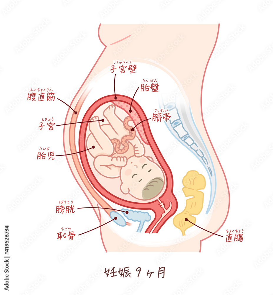 胎児の成長 妊娠9ヶ月 のイラスト テキスト付き Stock Vector Adobe Stock
