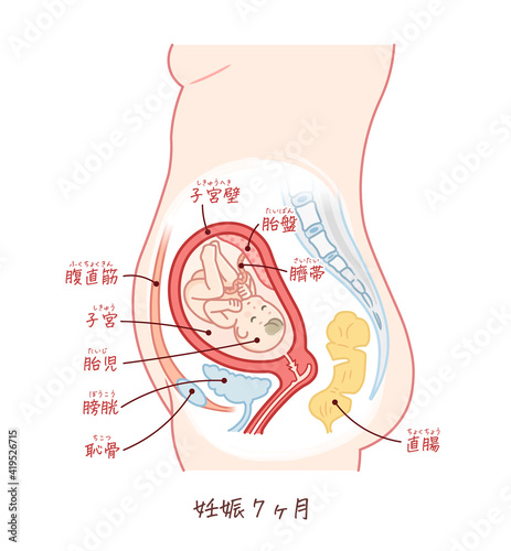 胎児の成長（妊娠7ヶ月）のイラスト（テキスト付き）