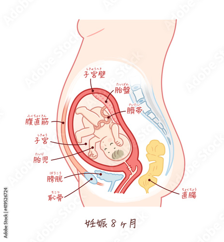 胎児の成長（妊娠8ヶ月）のイラスト（テキスト付き）