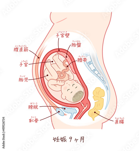 胎児の成長（妊娠9ヶ月）のイラスト（テキスト付き）