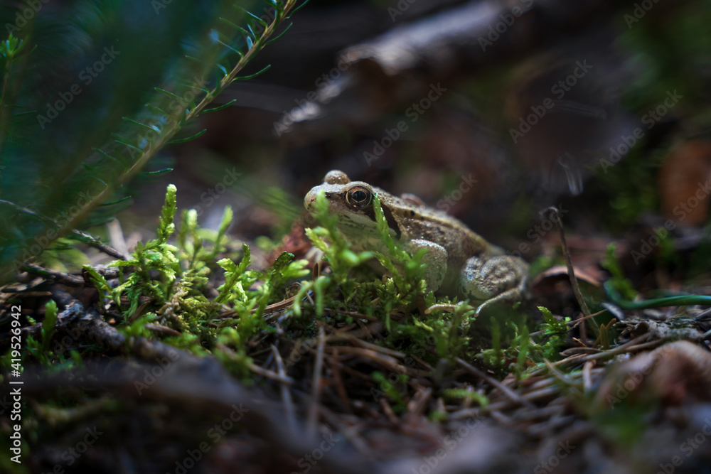 Common frog, Rana temporia, in the forest covered by moss, Austria