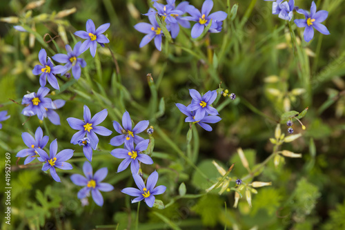 Forget-me-not wildflowers