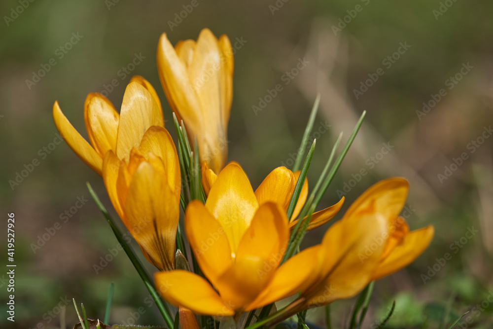 krokus 6