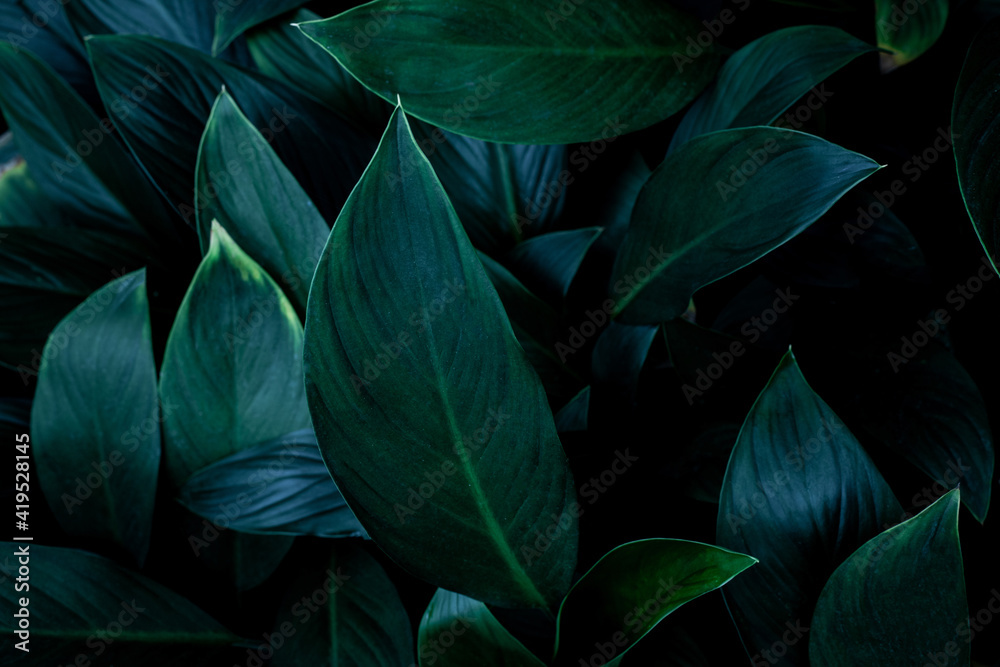 Full Frame of Green Leaves Texture Background. tropical leaf Full Frame of Green Leaves Texture Background. tropical leaf