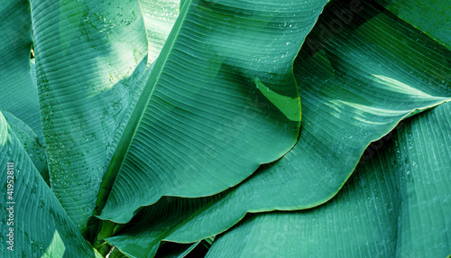 abstract banana leaf texture, dark green foliage nature background, tropical leaf