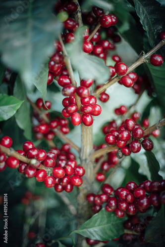 holly berries