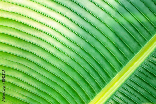 abstract banana leaf texture  dark green foliage nature background  tropical leaf