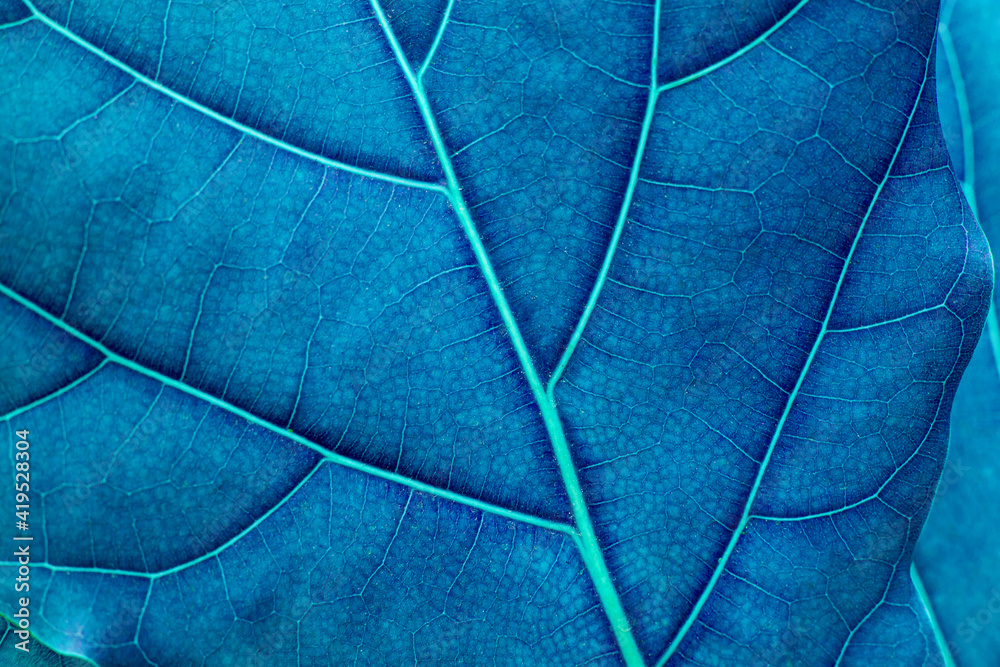 abstract green leaf texture, dark green foliage nature background, tropical leaf abstract green leaf texture, dark green foliage nature background, tropical leaf