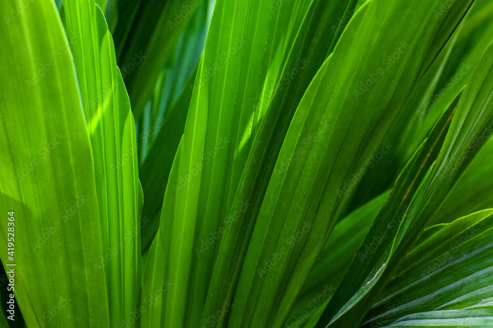 abstract palm leaf texture, dark green foliage nature background abstract palm leaf texture, dark green foliage nature background