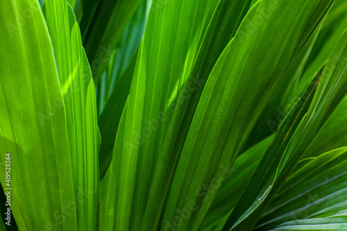 abstract palm leaf texture  dark green foliage nature background