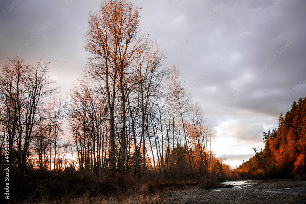 Fototapeta premium sunset in the forest