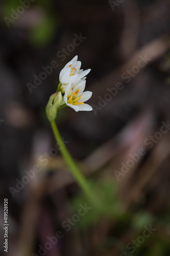False garlic wildflower close-up  © Martina