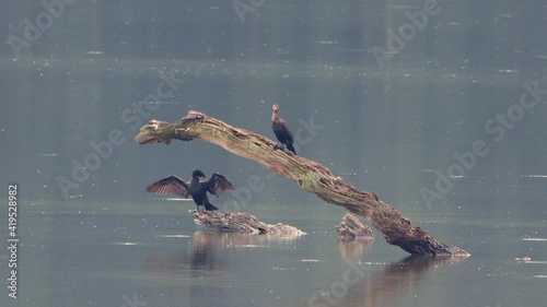 Some Comorants sitting on a dead branch in the middle of a lake with one Comorant drying its wings. photo