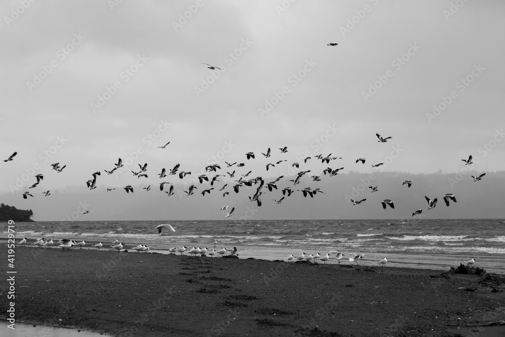 Birds flying on the beach