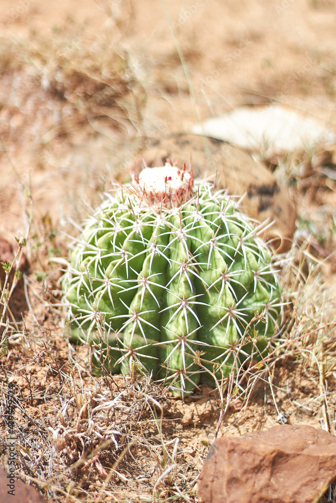 cactus in the desert cactus in the desert