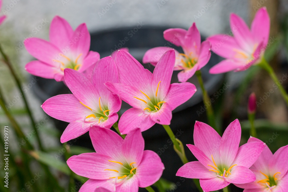 rain lily garden just after blooming. rain lily garden just after blooming.