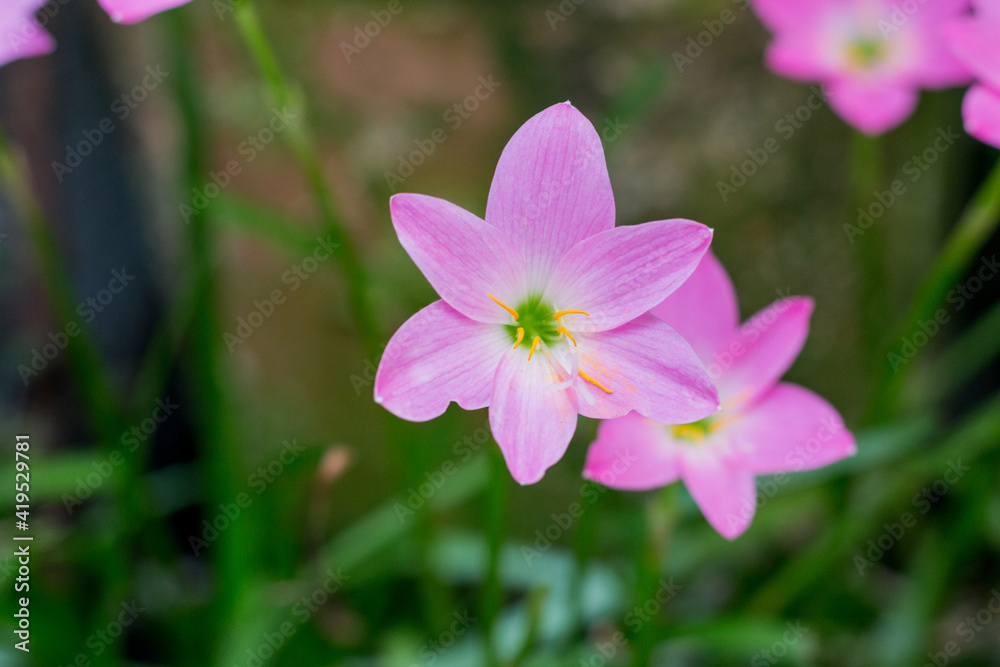 rain lily garden just after blooming. rain lily garden just after blooming.