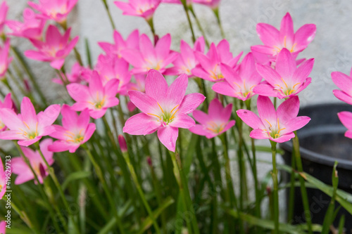 rain lily garden just after blooming.