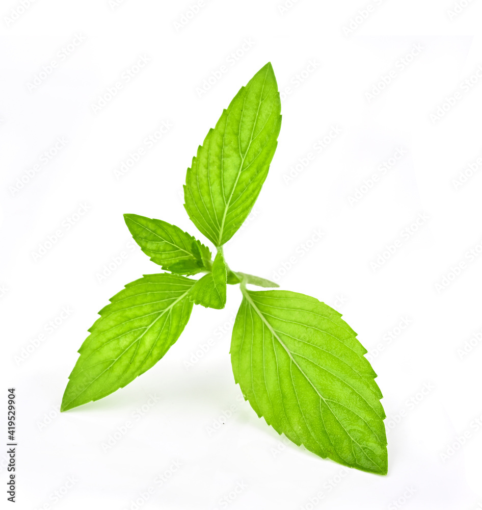 Potato leaves isolated on white background Potato leaves isolated on white background