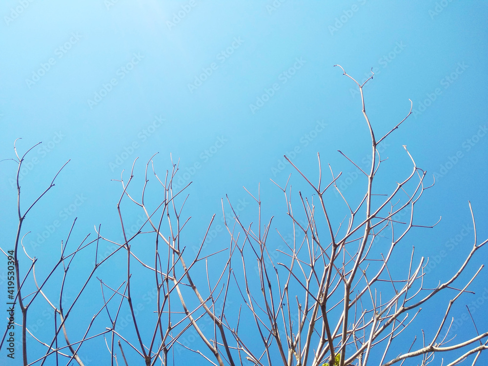 Fototapeta premium The dry tree branches with blue sky background