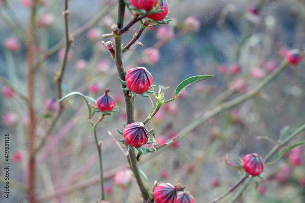 Close-up photo of roselle fruits in the wild Close-up photo of roselle fruits in the wild