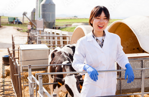 Professional woman worker in white robe taking care of calves at farm. High quality photo