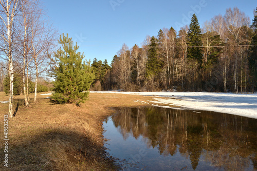 Spring in a pine forest of a park zone. In early spring, the snow melts in the forest, the grass turns green