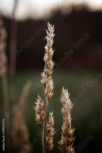 close up of grass