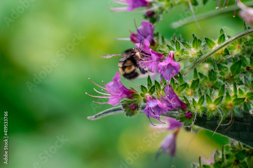 bumblebee on a flower