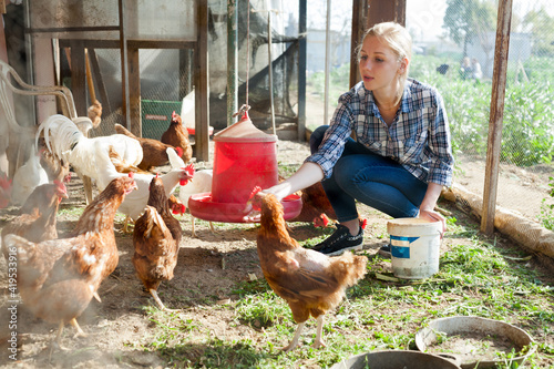 Smiling girl farmer feeding chicken from bucket with seed at farm