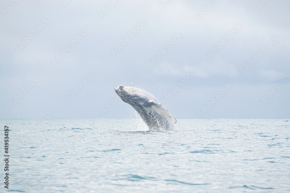 Obraz premium Whale jumping sequence number 5