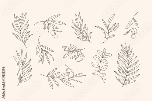 Set of Leaves and Branch. Outline Palm leaf and Olive Branch In a Trendy Minimalist Style. Vector Illustration for printing on t-shirt, Web Design, beauty Salons, Posters, creating a logo and Patterns