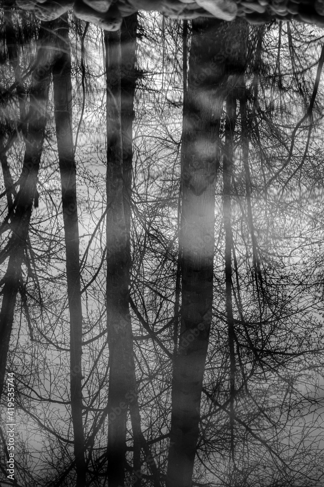 Obraz premium tree in the woods