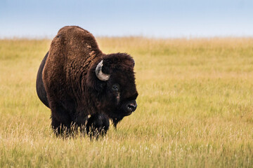 Fototapete Büffel Bison im Badlands Nationalpark Süddakota  © Nathaniel Gonzales