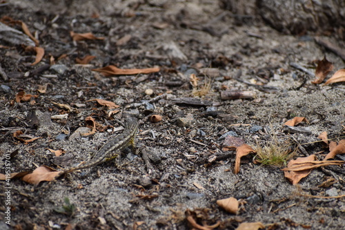 Lizard on the ground