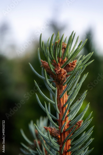pine tree branch