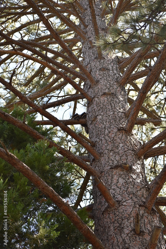 Fototapeta premium Baby raccoons in a Ponderosa Pine Tree