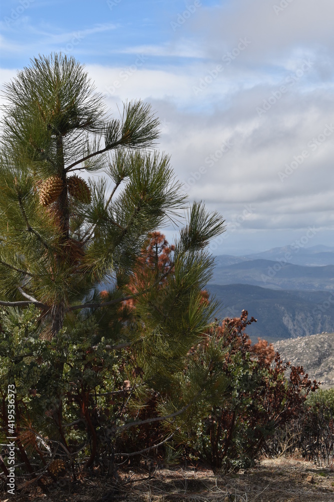 Pinecones on tree overlooking valley