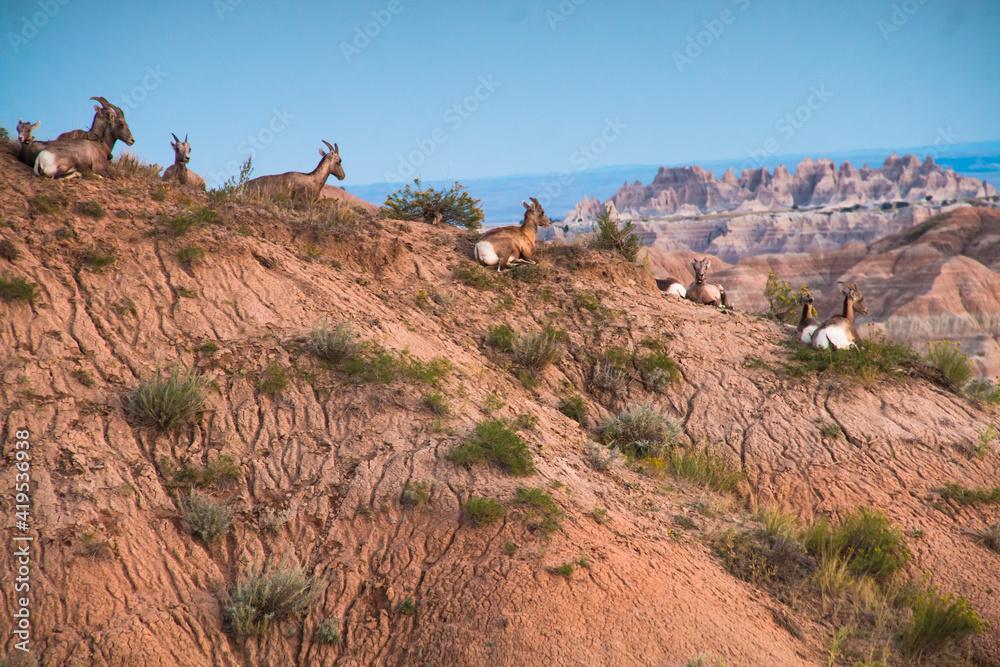 Young big horn sheeps. mountain goats in Badlands national park in south dakota.
