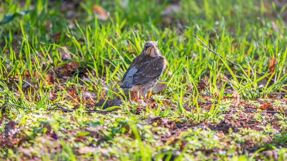 A fieldfare chick, Turdus pilaris, has left the nest and sitting on the spring lawn. A fieldfare chick sits on the ground and waits for food from its parents. A fieldfare chick, Turdus pilaris, has left the nest and sitting on the spring lawn. A fieldfare chick sits on the ground and waits for food from its parents.