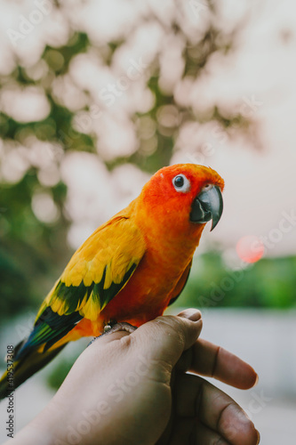 Bird parrot Beautiful Sun Conure bird
