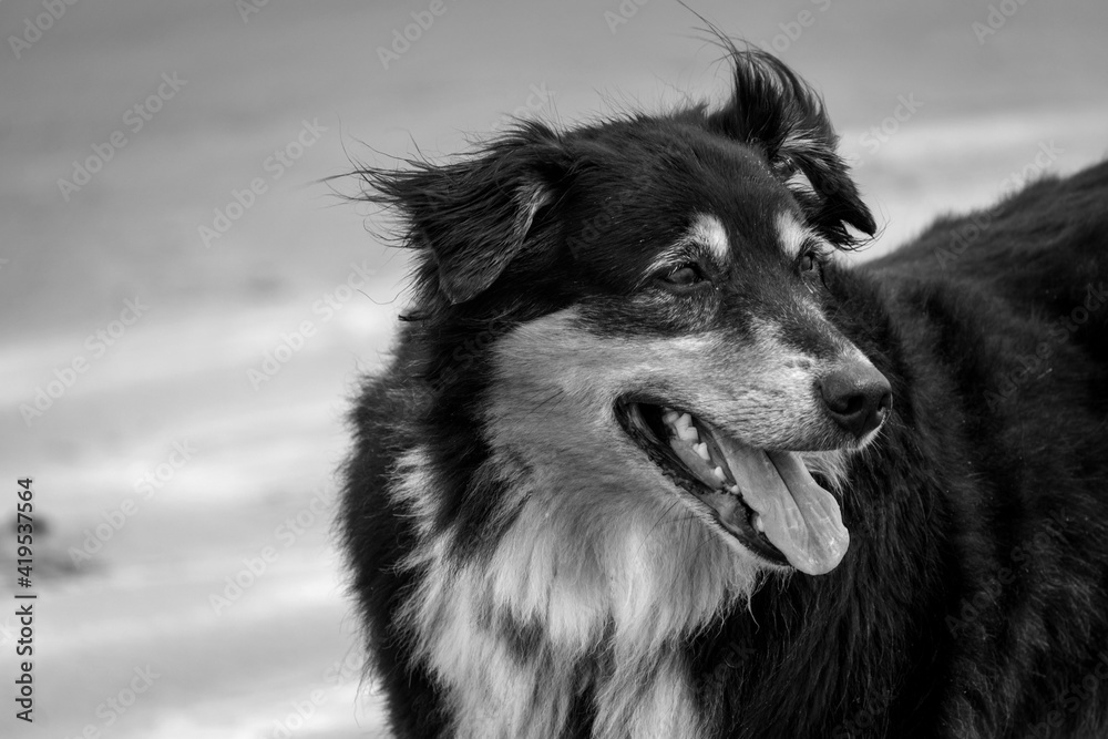 Fototapeta premium black and white dog