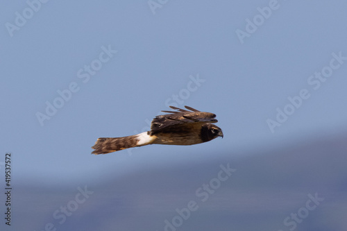 Extremely close view of a female hen harrier (Northern harrier) flying in beautiful light, seen in the wild in North California. © ranchorunner
