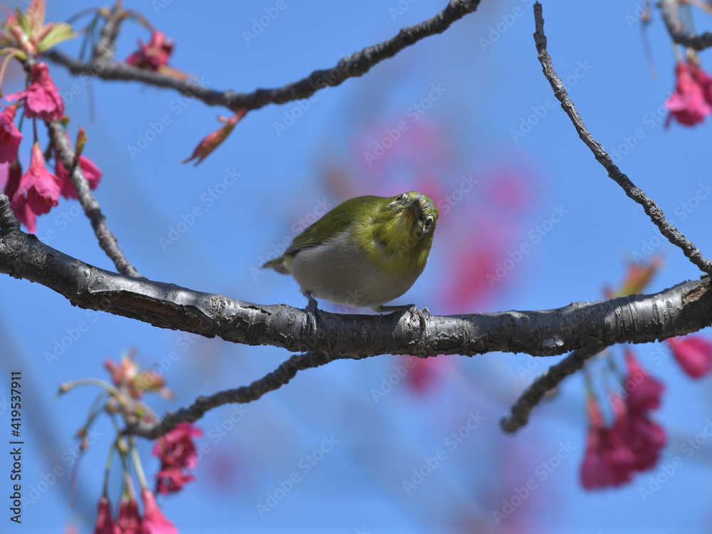 Pink flowers and small green birds with white eyes Pink flowers and small green birds with white eyes